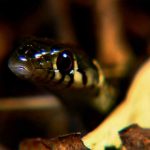 The Beauty of Snakes