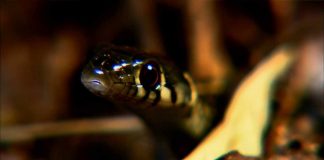 The Beauty of Snakes