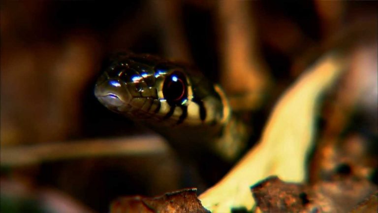 The Beauty of Snakes