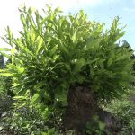 Satoyama: Japan’s Secret Watergarden