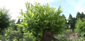 Satoyama: Japan’s Secret Watergarden