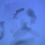 Swarm: Nature’s Incredible Invasions