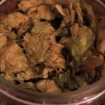 Seven Wonders of the Microbe World (combined)