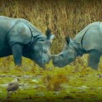 Lost Worlds: On the Track of the Unicorn: Indian Rhinoceros