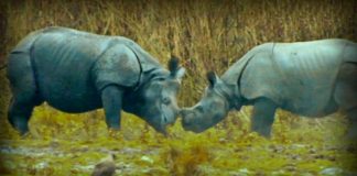 Lost Worlds: On the Track of the Unicorn: Indian Rhinoceros