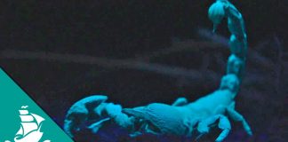 Natural Genius: Lights, Signals, Colours and Mirrors