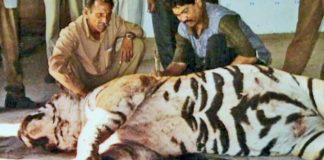 Dressed to Live: Wildlife Styles