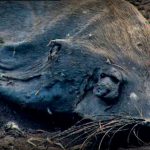 Lost Worlds: Genesis The Final Point