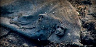 Lost Worlds: Genesis The Final Point