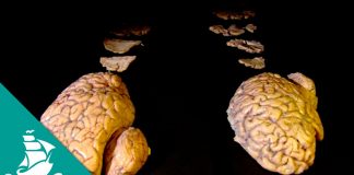 The Brain, the Last Enigma