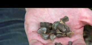 World’s Scariest Drug