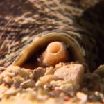 The Blue Realm: Miracle Venom