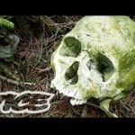 Suicide Forest in Japan