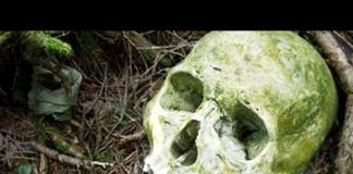 Suicide Forest in Japan