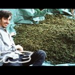 Swaziland: Gold Mine of Marijuana