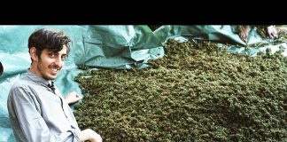 Swaziland: Gold Mine of Marijuana