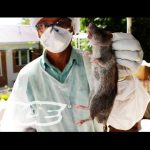 The Return of the Black Death