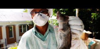 The Return of the Black Death