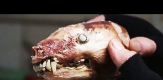 The Man Who Eats Roadkill