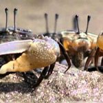 Evolution: Great Transformations