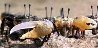 Evolution: Great Transformations