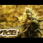 Canada’s War on Weed