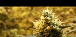 Canada’s War on Weed