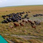 The Amazonian Marshes