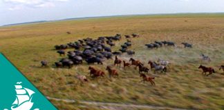 The Amazonian Marshes