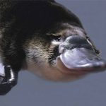 Platypus: The World’s Strangest Animal