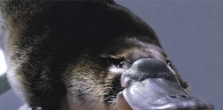 Platypus: The World’s Strangest Animal
