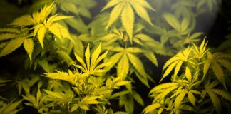 Medical Marijuana Corruption