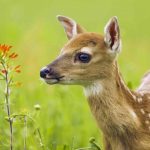 The Private Life of Deer