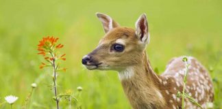 The Private Life of Deer