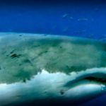 Lost Worlds: The Dominions of the White Death