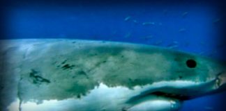 Lost Worlds: The Dominions of the White Death