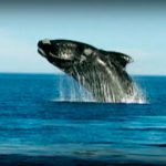 Lost Worlds: Patagonia: Refuge of the Monsters