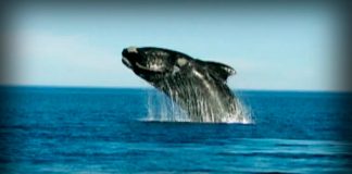 Lost Worlds: Patagonia: Refuge of the Monsters