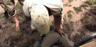 The Greatest Animal Migration