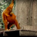 The Jungle of the Red Spirit