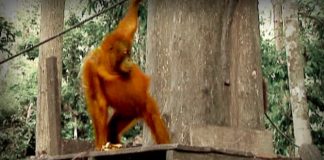 The Jungle of the Red Spirit