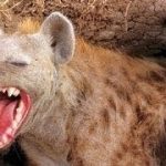 Hyenas: Families in the Wild