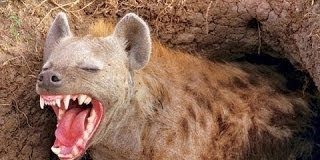 Hyenas: Families in the Wild