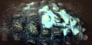 Clash of the Dinosaurs