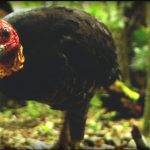 And the Mammals Laid Eggs