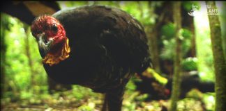 And the Mammals Laid Eggs