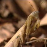 Alien Insect: Praying Mantis