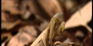 Alien Insect: Praying Mantis