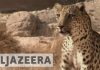 Witness – Saving the Leopard