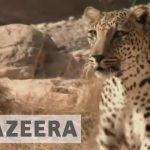 Witness – Saving the Leopard
